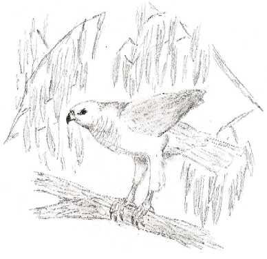 Bondbird by Caitlyn Wilkinson